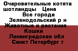 Очаровательные котята шотландцы › Цена ­ 2 000 - Все города, Зеленодольский р-н Животные и растения » Кошки   . Ленинградская обл.,Санкт-Петербург г.